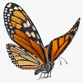 Animated Flying Monarch Butterfly Rigged for Cinema 4D 3D model